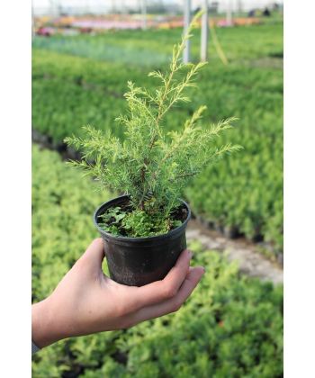 Можжевельник чешуйчатый Холгер